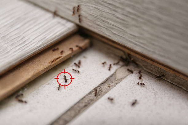 Best Pest Control for Businesses  in Charleston, SC