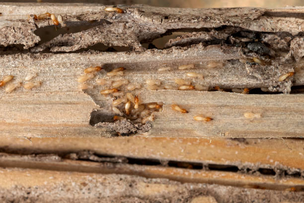 Best Mosquito Control Services  in Charleston, SC