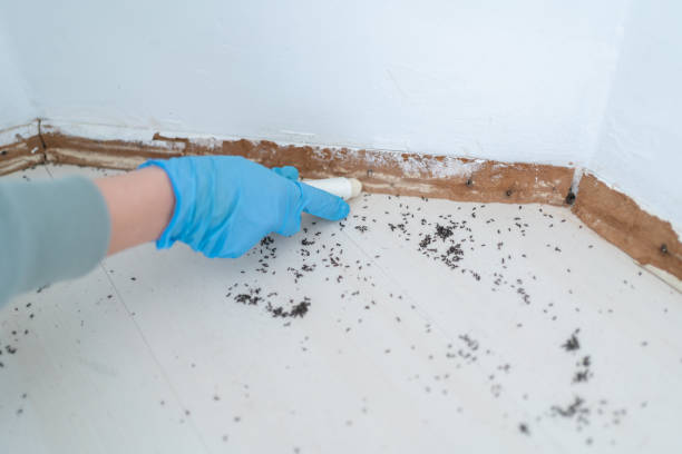 Reliable Charleston, SC Pest Control Solutions